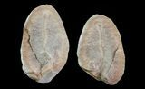 Archisymplectes Fossil Worm (Pos/Neg) - Mazon Creek #70576-1